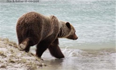 Отель Bear Corner Adventures Bed & Bale Голден Экстерьер фото